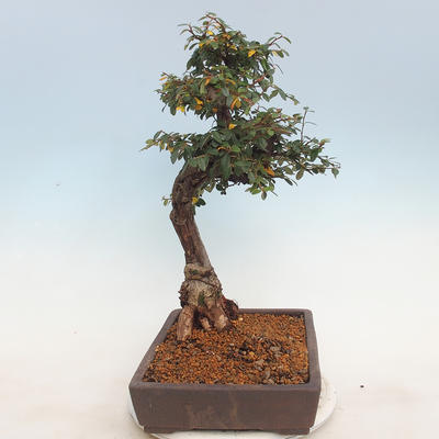 Venkovní bonsai-Cotoneaster  - Skalník - 2