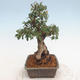 Venkovní bonsai-Cotoneaster  - Skalník - 2/5
