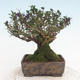Venkovní bonsai-Lonicera nitida -Zimolez - 2/6
