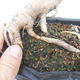Venkovní bonsai -Javor mleč - Acer platanoides - 2/2