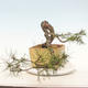 Venkovní bonsai - Pinus sylvestris - Borovice lesní - 2/4