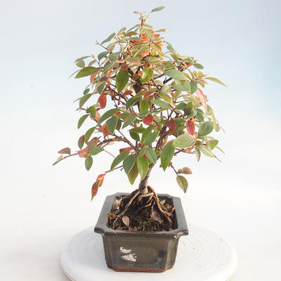 Venkovní bonsai - Cotoneaster  - Skalník - 2