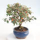 Venkovní bonsai - Cotoneaster  - Skalník - 2/4