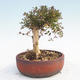 Venkovní bonsai-Lonicera nitida -Zimolez - 2/5