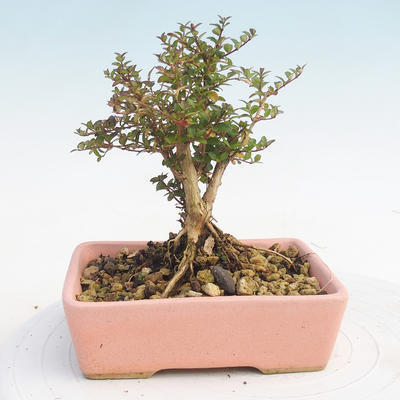 Venkovní bonsai-Lonicera nitida -Zimolez - 2