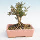 Venkovní bonsai-Lonicera nitida -Zimolez - 2/4