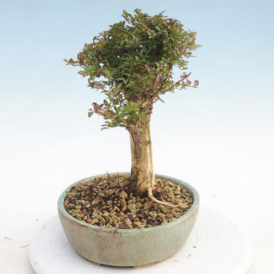Venkovní bonsai-Lonicera nitida -Zimolez - 2