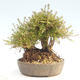 Venkovní bonsai-Lonicera nitida -Zimolez - 2/5