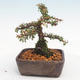 Venkovní bonsai-Cotoneaster  - Skalník - 2/5