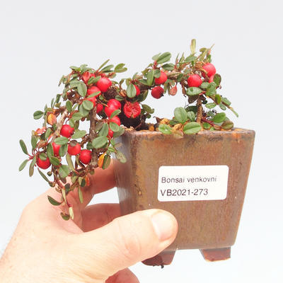 Venkovní bonsai-Cotoneaster  - Skalník - 2