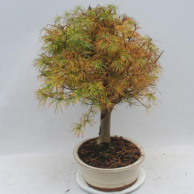 Venkovní bonsai - Pseudolarix amabilis - Pamodřín - 2