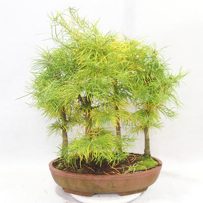 Venkovní bonsai - Pseudolarix amabilis - Pamodřín - lesík 5 stromů - 2