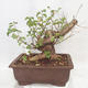 Venkovní bonsai -Mahalebka - Prunus mahaleb - 2/5