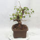 Venkovní bonsai -Mahalebka - Prunus mahaleb - 2/5