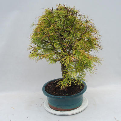 Venkovní bonsai - Pseudolarix amabilis - Pamodřín - 2