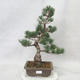 Venkovní bonsai - Pinus parviflora - Borovice drobnokvětá - 2/5