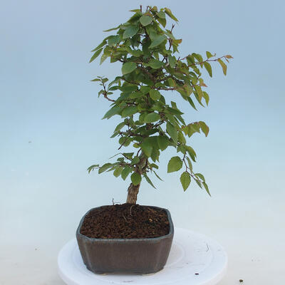 Venkovní bonsai - Carpinus CARPINOIDES - Habr korejský - 2