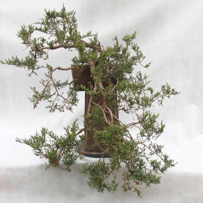 Venkovní bonsai- Jalovec  - Juniperus - 2