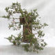 Venkovní bonsai- Jalovec  - Juniperus - 2/5
