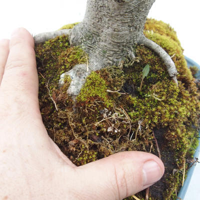 Venkovní bonsai - Fagus sylvatica - Buk lesní - 2