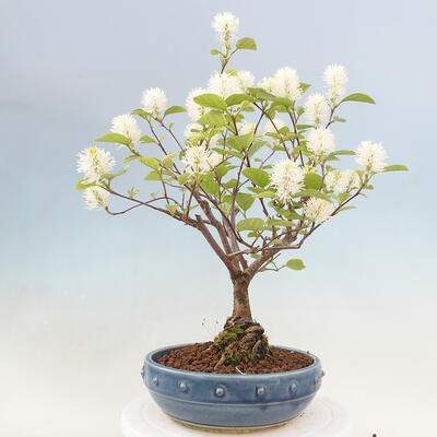 Venkovní bonsai - fotergila - Fothergilla major - 2
