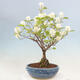 Venkovní bonsai - fotergila - Fothergilla major - 2/5