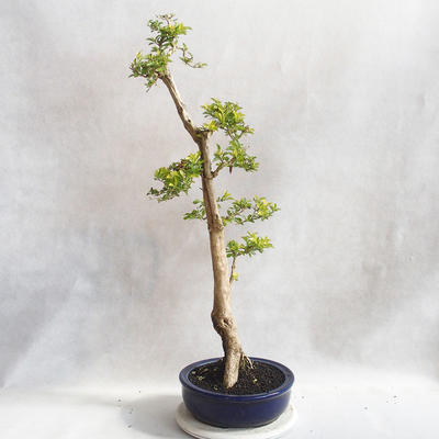 Pokojová bonsai - Duranta erecta Aurea - 2