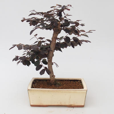 Pokojová bonsai - Loropelatum chinensis - 2
