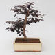 Pokojová bonsai - Loropelatum chinensis - 2/2