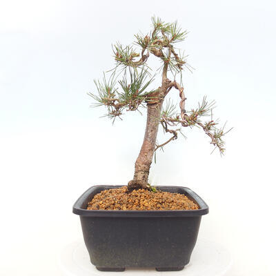 Venkovní bonsai - Pinus Sylvestris Watererri - Borovice lesní - 2