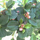 Venkovní bonsai-Cotoneaster horizontalis-Skalník - 2/2