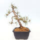Venkovní bonsai - Pinus Sylvestris Watererri - Borovice lesní - 2/4
