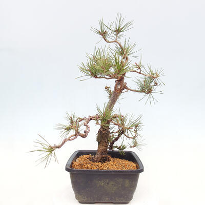 Venkovní bonsai - Pinus Sylvestris Watererri - Borovice lesní - 2