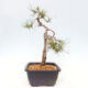 Venkovní bonsai - Pinus Sylvestris Watererri - Borovice lesní - 2/4