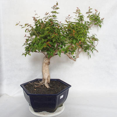 Pokojová bonsai - Australská třešeň - Eugenia uniflora - 2
