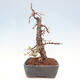 Venkovní bonsai -Larix decidua - Modřín opadavý - 2/5