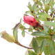 Venkovní bonsai - Japonská azalka - Azalea Japonica - 2/3