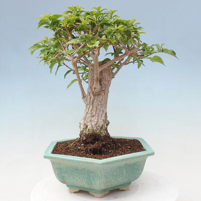 Pokojová bonsai - Bouganwilea - 2
