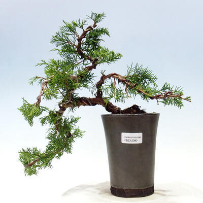 Venkovní bonsai - Juniperus chinensis Itoigawa-Jalovec čínský - 2