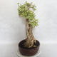 Pokojová bonsai - Duranta erecta Variegata - 2/6