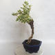 Pokojová bonsai - Duranta erecta Variegata - 2/5