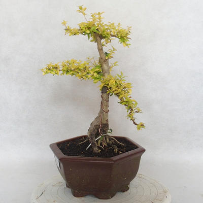 Pokojová bonsai -Ligustrum Aurea - Ptačí zob - 2