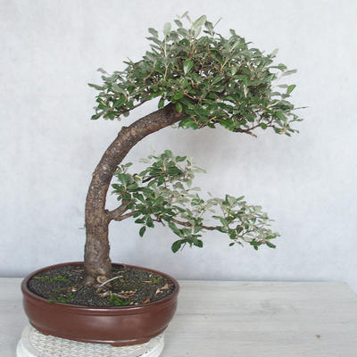 Pokojová bonsai -Eleagnus - Hlošina - 2