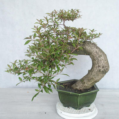 Pokojová bonsai - Hamelia patent - 2