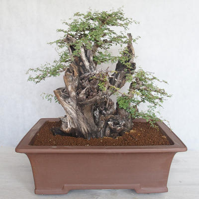 Pokojová bonsai - Akacia Arabica - 2