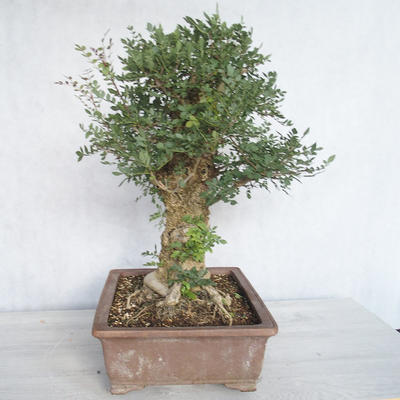 Pokojová bonsai - Fraxinus angustifolia - pokojový Jasan - 2