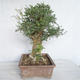 Pokojová bonsai - Fraxinus angustifolia - pokojový Jasan - 2/4