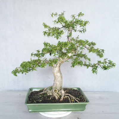 Pokojová bonsai - Vodní jasmín  - Wrightia religiosa - 2