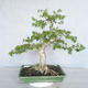 Pokojová bonsai - Vodní jasmín  - Wrightia religiosa - 2/7