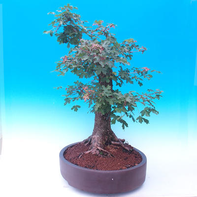 Venkovní bonsai -Javor babyka - Acer campestre - 2